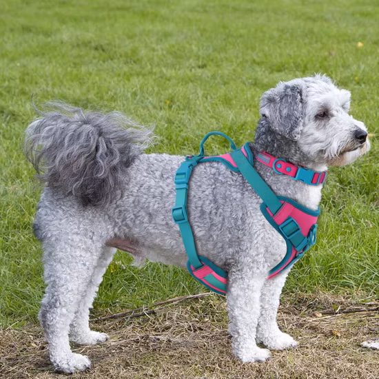 Harnais pour chien en néoprène souple, élégant, sans traction, fournitures pour animaux de compagnie, Clip avant personnalisé, gilet réglable de styliste, harnais pour chien, laisse de collier